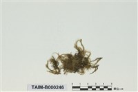 藏品(同葉苔屬)的圖片